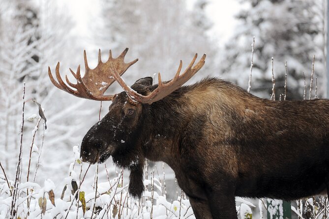 3 Hour Winter City Tour in Anchorage - Inclusions and Accessibility