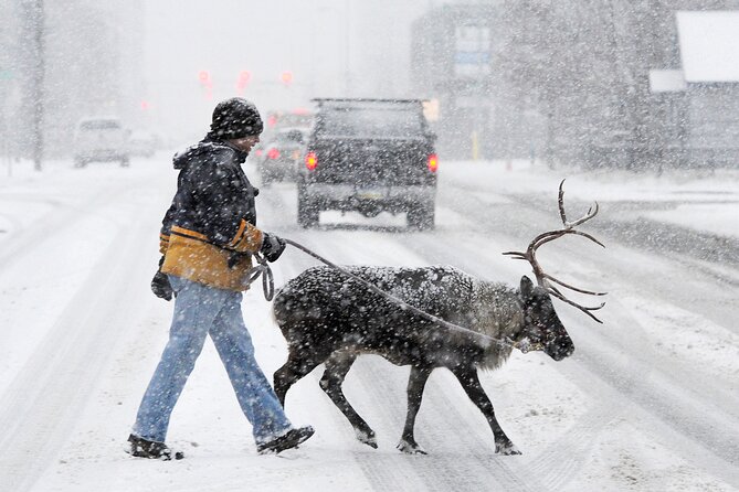 3 Hour Winter City Tour in Anchorage - Contacting the Tour Provider