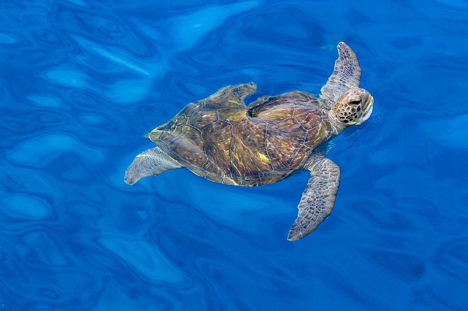 3 Hours All Inclusive Whale and Dolphin Whatching Yacht Trip - Accessibility and Additional Information