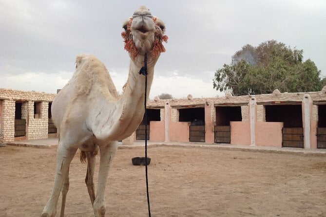 3 Hours Camel Ride in Essaouira With Dinner and Overnight in Berber Camp - Return to Essaouira