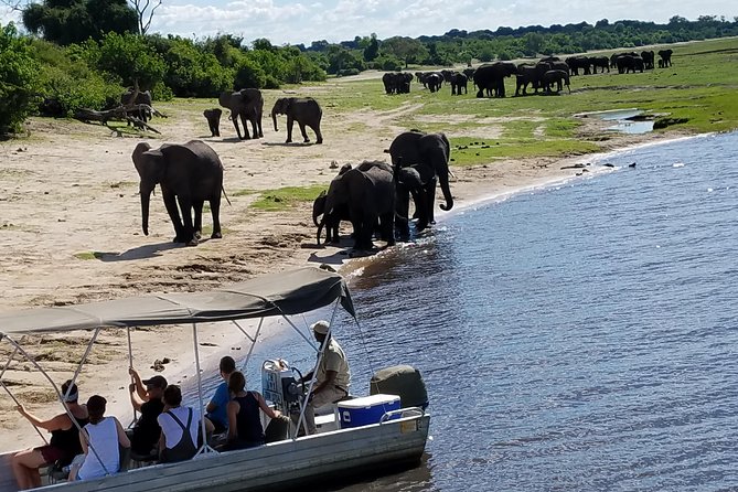 3 Hours Chobe River Boat Cruise - Booking Information