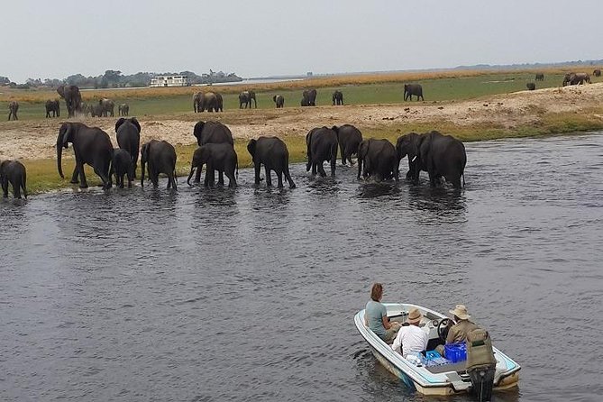 3 Hours Chobe River Boat Cruise - Cruise Details