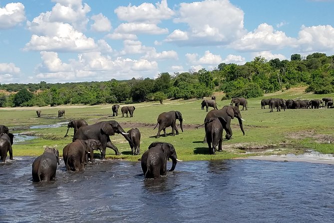 3 Hours Chobe River Boat Cruise - Tour Highlights