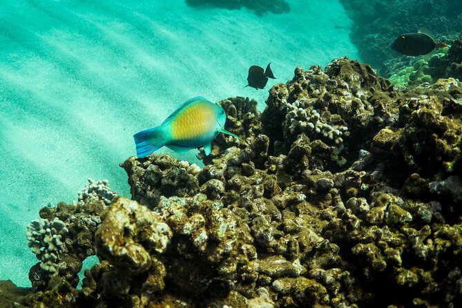 3 Hours Guided Koa Kai Snorkel Adventure & Sunset Combo - What to Bring and Prepare