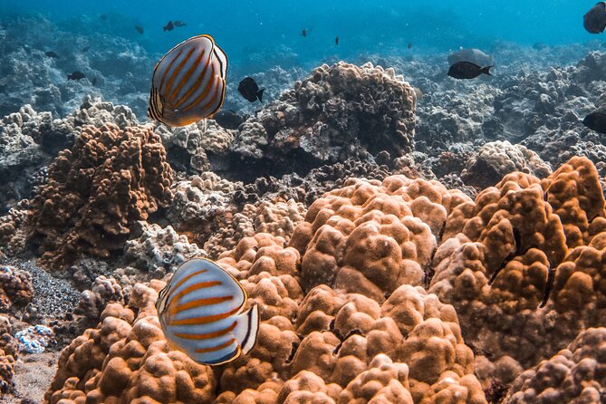 3 Hours Guided Koa Kai Snorkel Adventure & Sunset Combo - Frequently Asked Questions