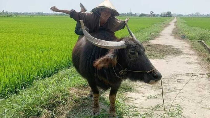 3 Hours Hoi An Countryside Bicycle Tour - Traveler Reviews and Ratings