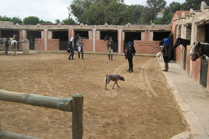 3 Hours Horse Riding in Essaouira, Beach, Forest and Dunes - Tour Inclusions and Exclusions