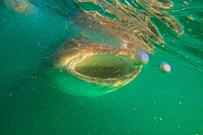 3 Hours La Paz Whale Shark First Class Snorkeling Tour - Setting the Scene: What to Expect from the Tour