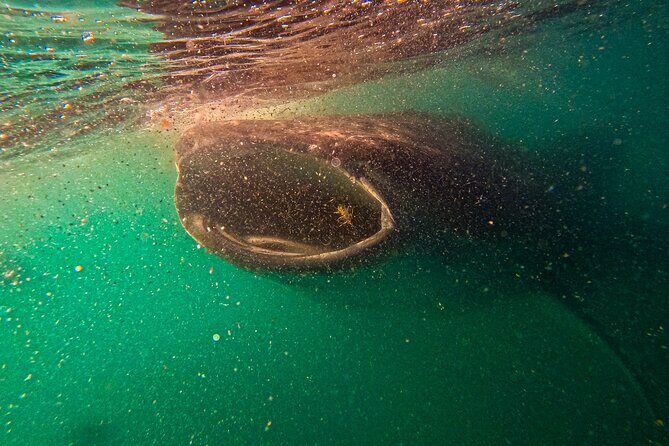 3 Hours La Paz Whale Shark First Class Snorkeling Tour - The Reviews: Authentic Voices