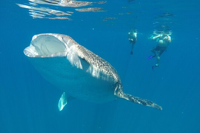 3 Hours La Paz Whale Shark First Class Snorkeling Tour - Practical Details: What You Need to Know