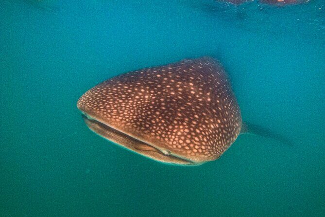 3 Hours La Paz Whale Shark First Class Snorkeling Tour - Who Should Consider This Tour?