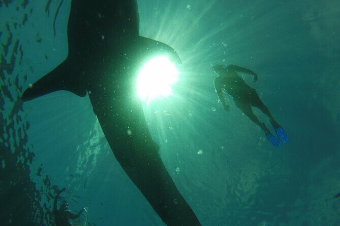 3 Hours La Paz Whale Shark First Class Snorkeling Tour - The Final Word