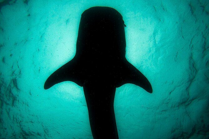 3 Hours La Paz Whale Shark First Class Snorkeling Tour - FAQ