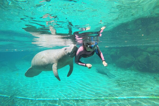 3 Hours Manatee Swim Tour in Florida - Meeting Details