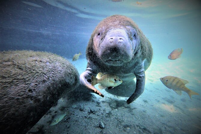 3 Hours Manatee Swim Tour in Florida - Included Equipment