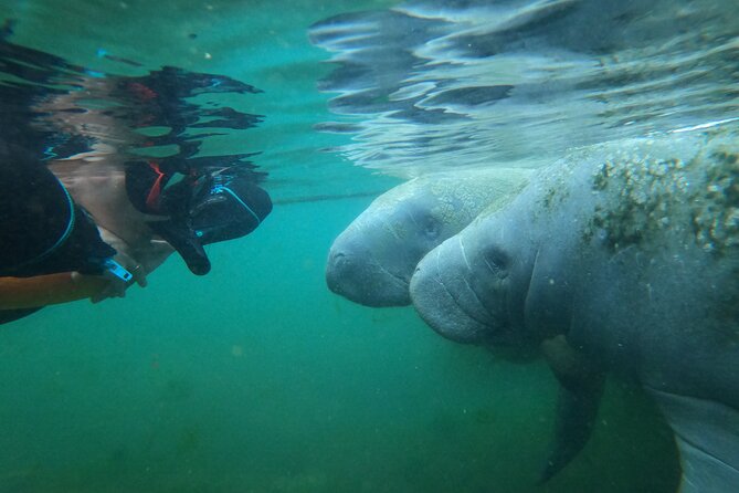 3 Hours Manatee Swim Tour in Florida - Capacity and Accessibility