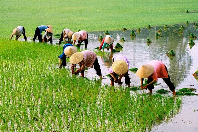 3 Hours Motorbike Tour in Hoi An Countryside. - Meeting and Pickup