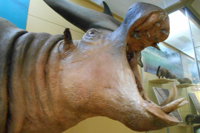 3 Hours Nairobi National Museum - Pricing and Booking Details
