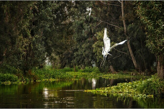 3 Hours of Kayaking at the Ancient Canals of Xochimilco - An In-depth Look at the Kayaking Experience