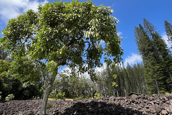3 Hours Private Hiking and Bushwalking in the Aiea Loop Trail - Meeting and Pickup Information