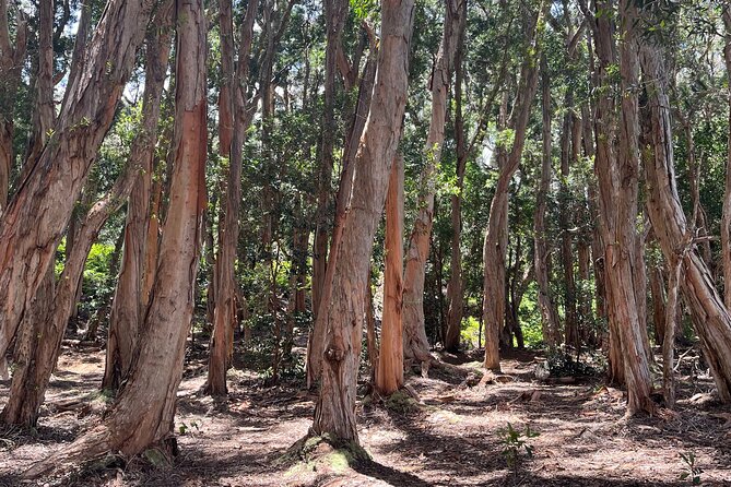 3 Hours Private Hiking and Bushwalking in the Aiea Loop Trail - Whats Included in the Hiking Experience
