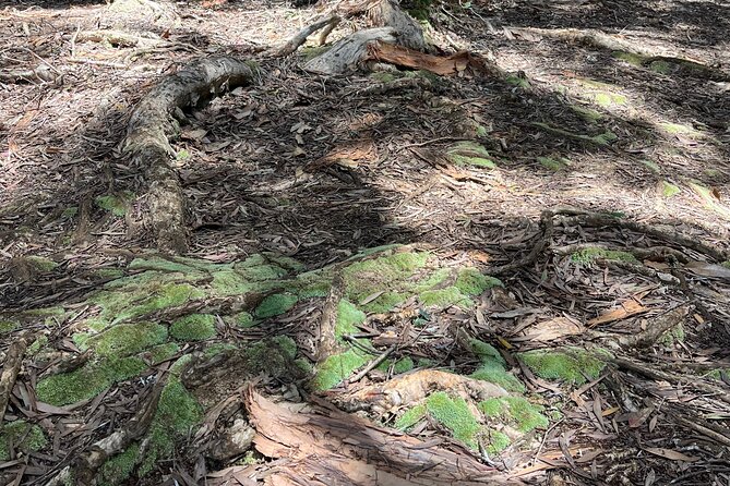 3 Hours Private Hiking and Bushwalking in the Aiea Loop Trail - Accessibility and Participant Guidelines