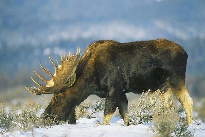 3-Hours Private Tour Grand Teton National Park & Jackson Hole - Tour Overview