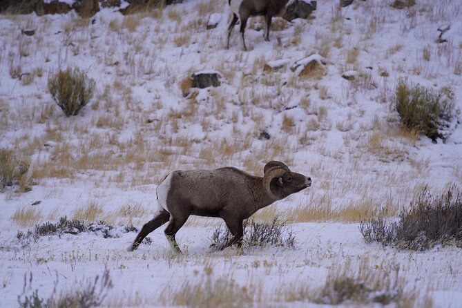 3-Hours Private Tour Grand Teton National Park & Jackson Hole - Accessibility and Participation