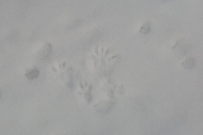 3 Hours Shiretoko Five Lakes Snowshoe Tour - Meeting and Pickup