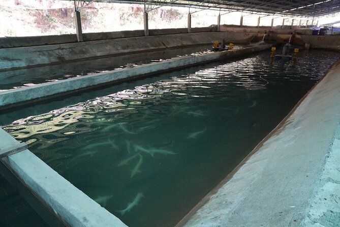 3-Hours Trekking Tour to Hidden Waterfall and Sturgeon Farm - Additional Tour Options