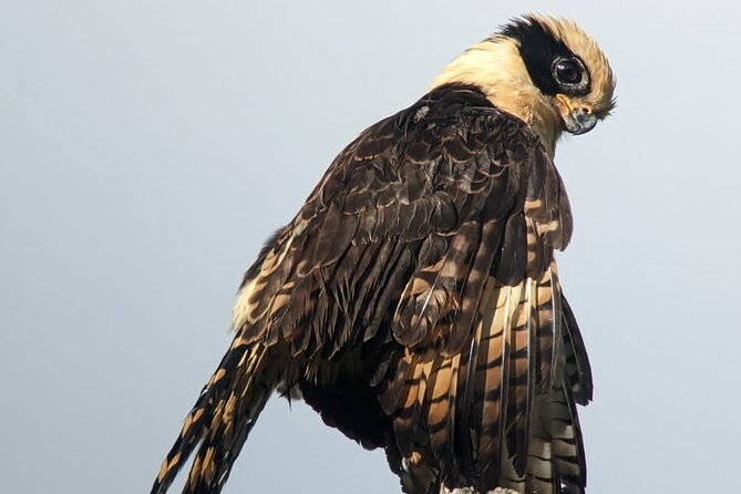 3 Hours Uvita Bird Watching Oro Verde - Key Points