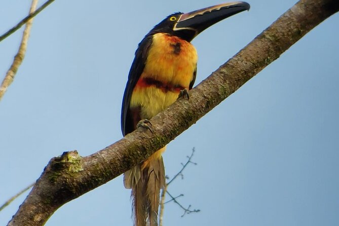3 Hours Uvita Bird Watching Oro Verde - Included Amenities