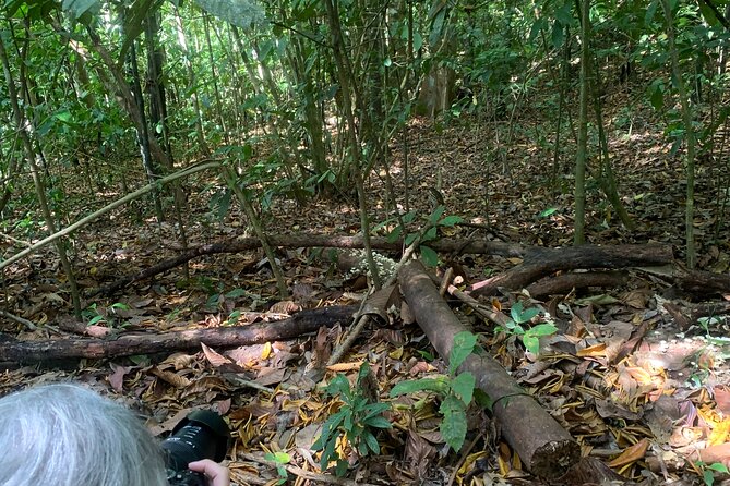 3 Hours Uvita Bird Watching Oro Verde - Reviews and Feedback
