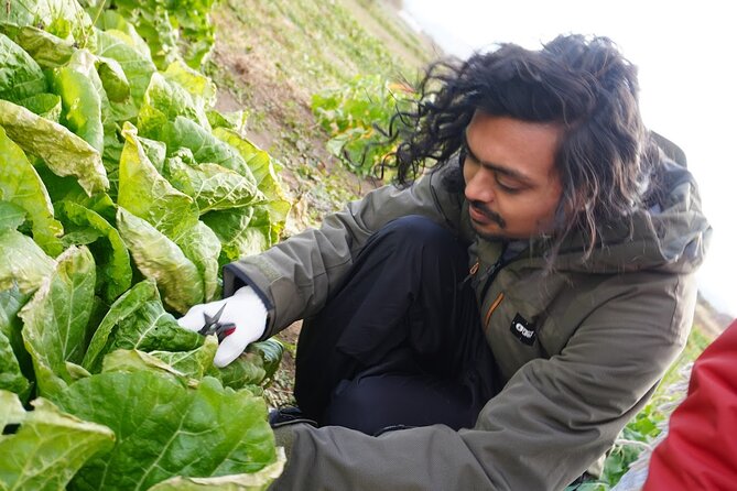 3 Hours Vegetables Harvest Activity Nearby Tokyo - Included Items