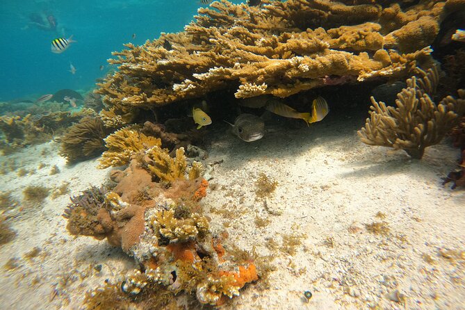 3 Hours VIP Semiprivate Tour Isla Mujeres Full Snorkeling Experience - Included Amenities