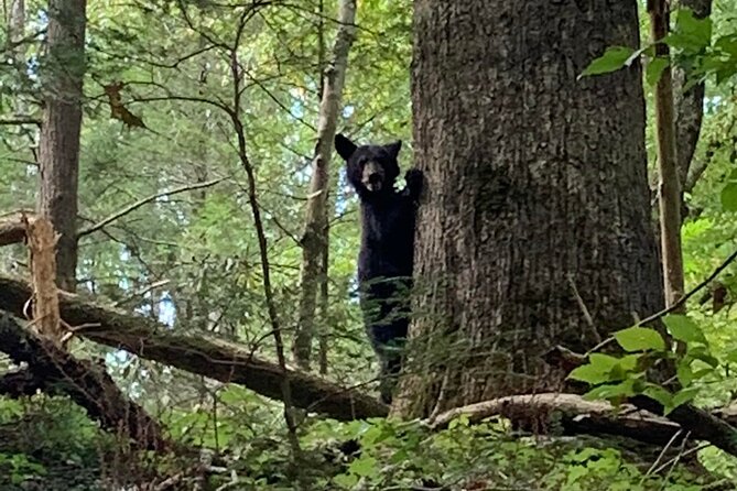 3 HR Smoky Mountain, Cherokee, Blue Ridge Parkway, Jeep Adventure - What Travelers Are Saying
