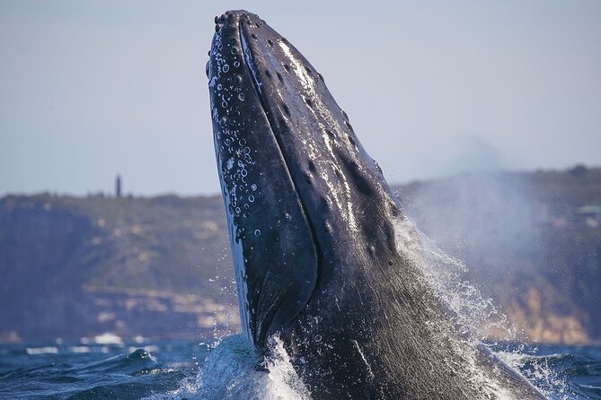 3 Hr Whale Watching Discovery Cruise in Sydney - Customer Reviews and Feedback