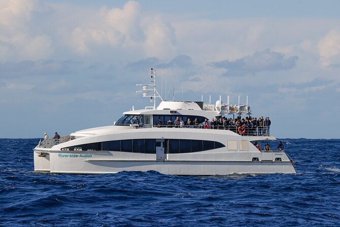 3 Hr Whale Watching Discovery Cruise in Sydney - Departure Locations and Times