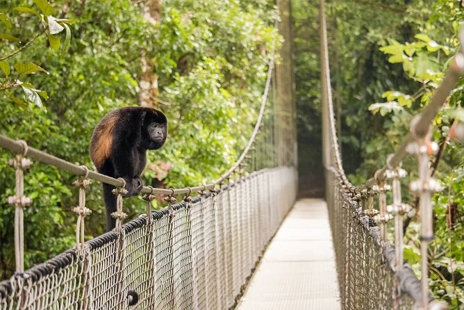 3 in 1 Combo: La Fortuna Waterfall, Hanging Bridges, Thermal Spa From San José - Inclusions