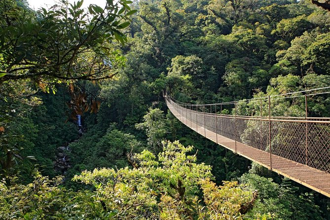 3 in 1 Eco Tour Rain Forest Aerial Tram, River Cruise & Nature Walk Private Tour - Private Transportation Provided