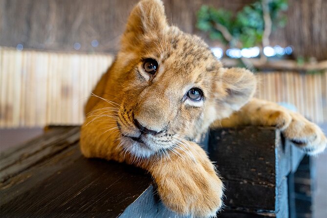 3 in 1 Fun With Viaport Theme Park With Aquarium and Lion Park - Meeting and Pickup Details