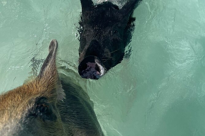 3 Islands Boat Adventure: Swimming Pigs, Turtles, And Snorkeling - Pickup and Transportation