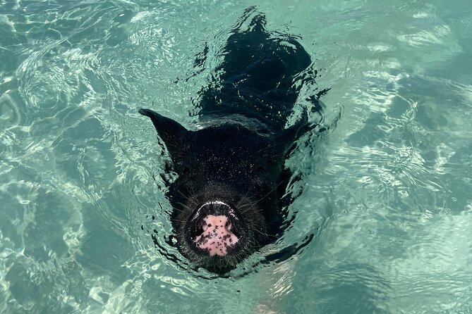3 Islands Boat Adventure: Swimming Pigs, Turtles, And Snorkeling - Customer Reviews and Feedback