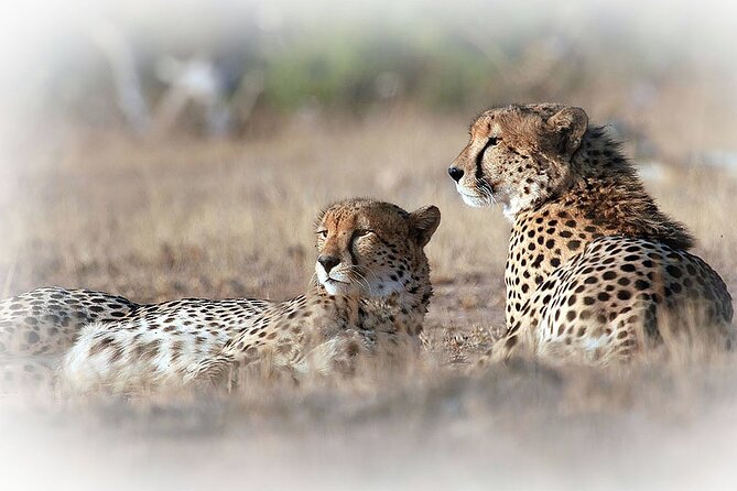 3 Night & 4 Day Private Kruger Park Safari - Pickup and Operational Hours