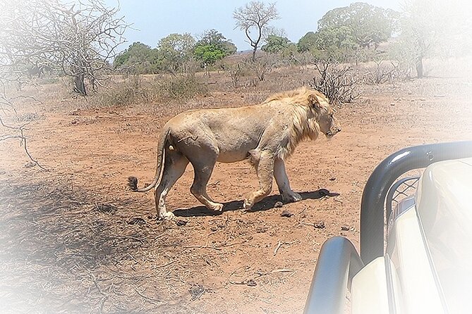 3 Night & 4 Day Private Kruger Park Safari - Customer Reviews
