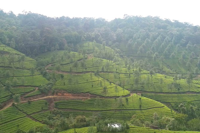 3 Nights 4 Days Munnar Alleppey Private Tour With Exclusive Houseboat Stay - Accommodation and Inclusions