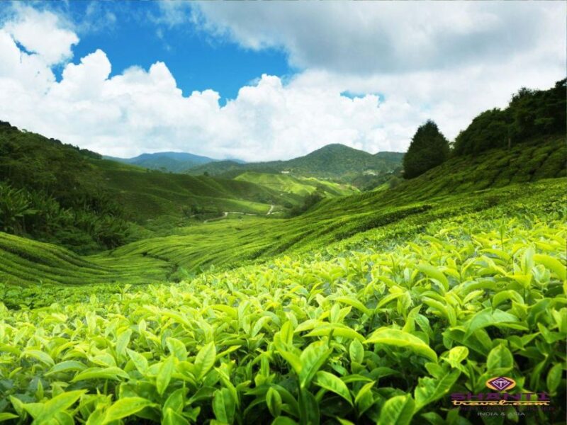 3 Nights 4 Days-Muslim Halal Tour With Nuwara Eliya - Accommodation and Transport