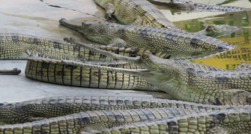 3 Nights Chitwan Adventure With 1 Night Jungle Tower Stay - Overnight Stay in Jungle Tower