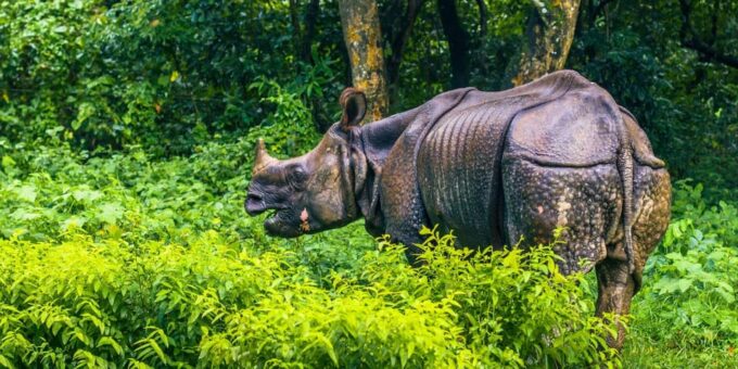 3 Nights Chitwan Adventure With 1 Night Jungle Tower Stay - Inclusions and Amenities
