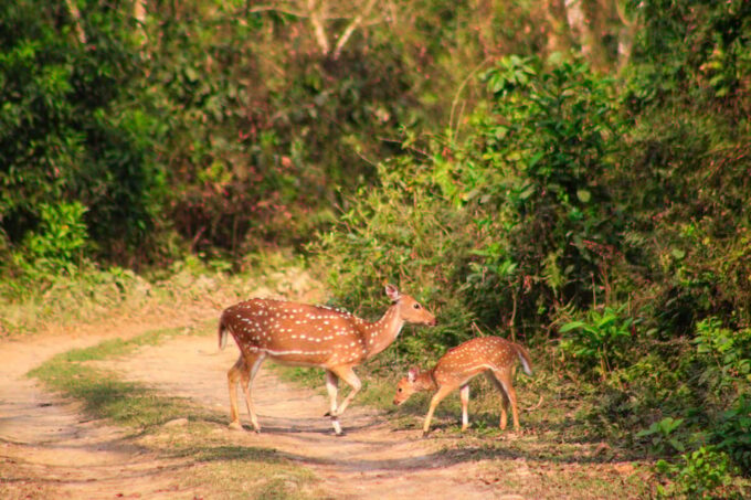 3 Nights Chitwan Adventure With 1 Night Jungle Tower Stay - Additional Information and Meeting Point
